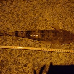 アジングと泳がせ