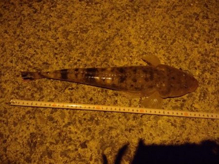 アジングと泳がせ