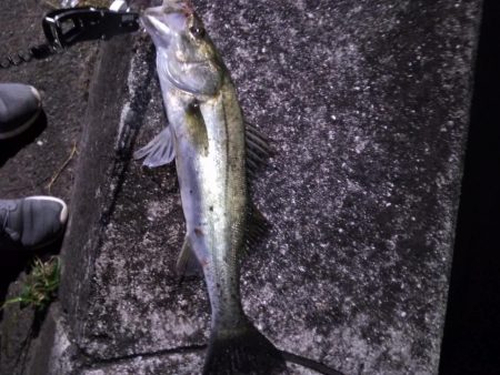 マイワシーバス