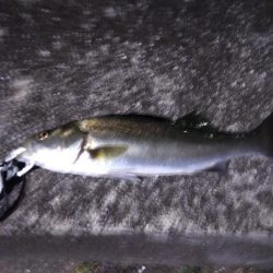 シーバス　マイワシパターン