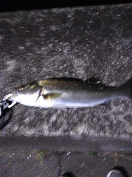 シーバス　マイワシパターン