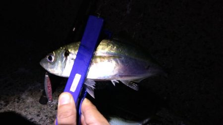 尺には届かんか…