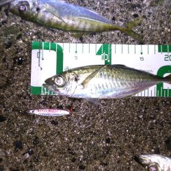 脂ノリノリアジ