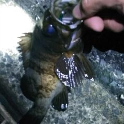 週末、釣り人（エギング）多いですね。