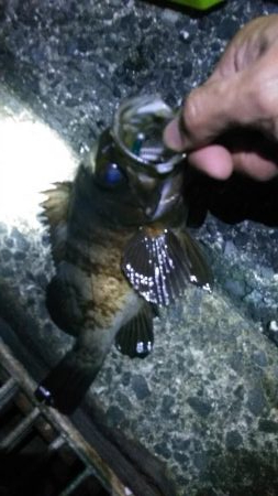 週末、釣り人（エギング）多いですね。