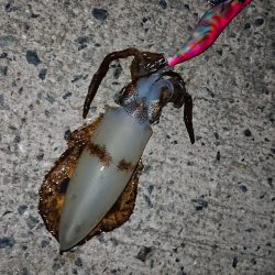 なんとかボウズ逃れ