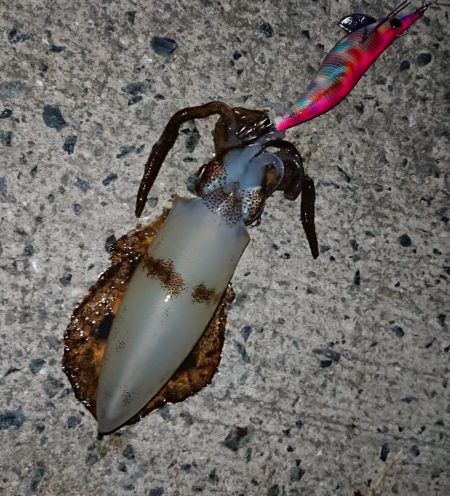 なんとかボウズ逃れ