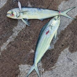 いろんな魚種が釣れました！