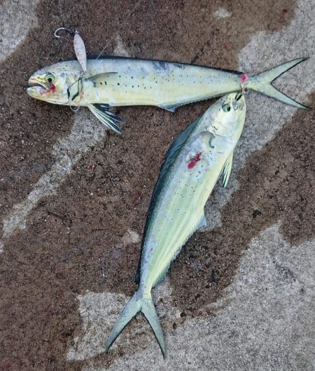 いろんな魚種が釣れました！