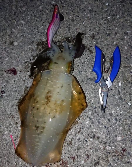 短時間勝負！！