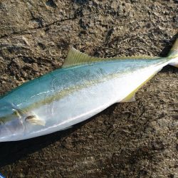 本命ヒラマサは確保できませんでしたが。