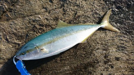 本命ヒラマサは確保できませんでしたが。