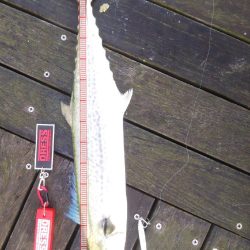 コスモまだ行けるやん!