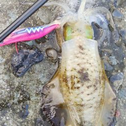 アオリは何処に