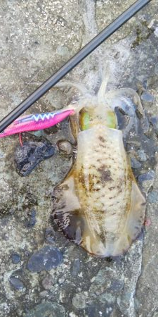 アオリは何処に