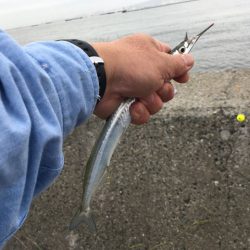 武庫川尻でアジとサヨリ爆釣