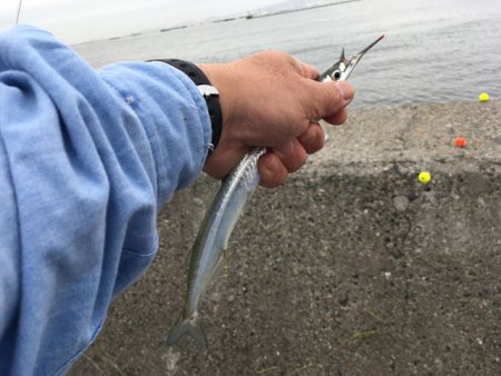 武庫川尻でアジとサヨリ爆釣