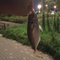 仕事終わりのアジング