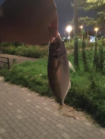 仕事終わりのアジング