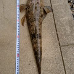 エギングロットでまごち