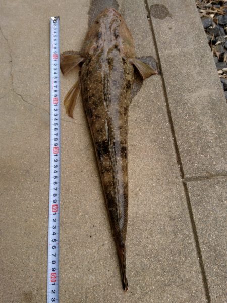 エギングロットでまごち