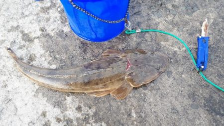 マゴチゲット！