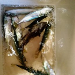 アジングのつもりが…