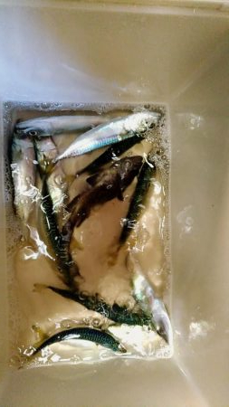 アジングのつもりが…