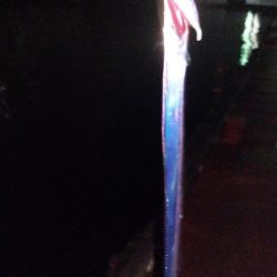 シーバス狙いがまたしても