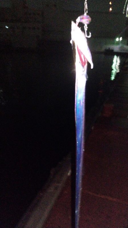 シーバス狙いがまたしても