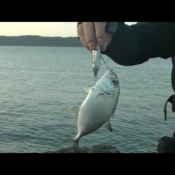 北西爆風の南紀でエギングとショアジギング