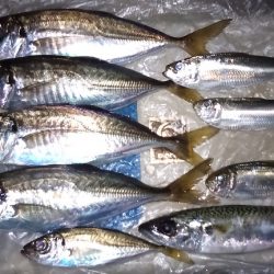 やとアジング連発する事が出来ました。