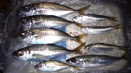 やとアジング連発する事が出来ました。