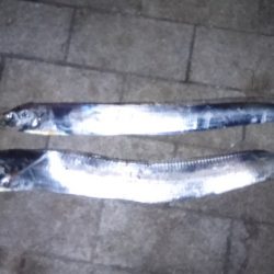 シーサイドコスモが釣れてると言う事で