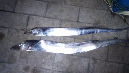 シーサイドコスモが釣れてると言う事で