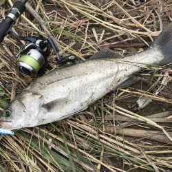 これは、シーバスが来てるで