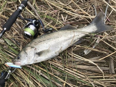 これは、シーバスが来てるで