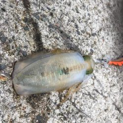 中紀のアオリイカは好調っぽいです。サイズもまあまあになってきました