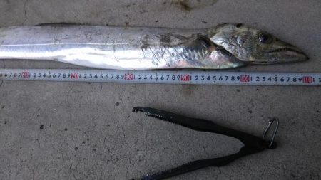 ハマチだらけ　　入れ食い