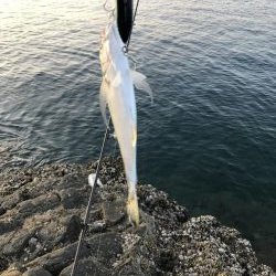 北西爆風の南紀でエギングとショアジギング