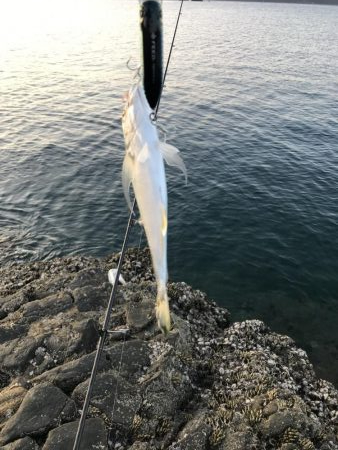 北西爆風の南紀でエギングとショアジギング