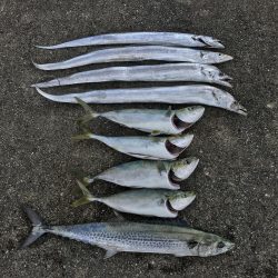 和田坊しか行けなくて