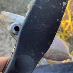 初場所アジング