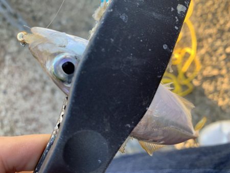 初場所アジング