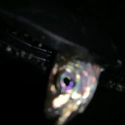 アーバンサイドアジング