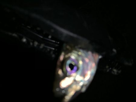 アーバンサイドアジング