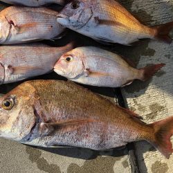 チャリコサイズ多いです