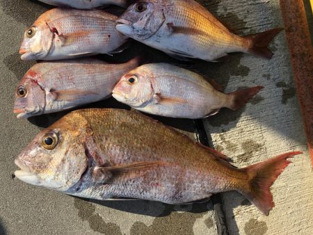 チャリコサイズ多いです