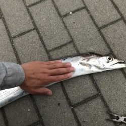 今年初タチウオ