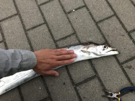 今年初タチウオ